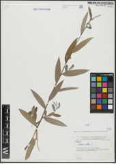Foto von Salix alba L.